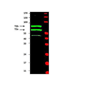 Anti-Cyclin T2 (RABBIT) Antibody, 100µL, Liquid (sterile filtered)