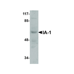 Anti-IA1 (RABBIT) Antibody, 100µg, Liquid (sterile filtered)