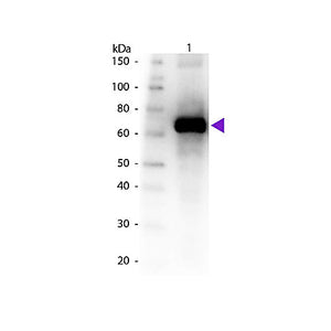 Anti-Fluorescein (GOAT) Antibody