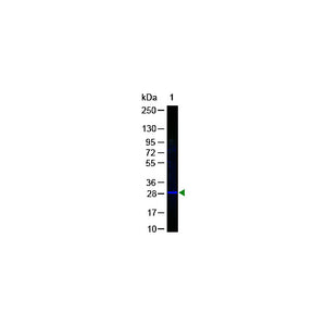 Anti-GFP (RABBIT) Antibody Fluorescein Conjugated, 100µg, Lyophilized