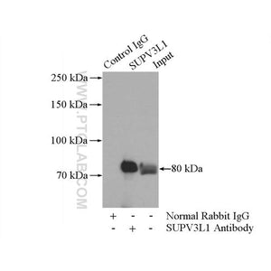 SUPV3L1 Rabbit Polyclonal Antibody (12826-1-AP)